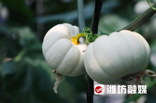 吃瓜传媒潍坊,揭秘潍坊美食与民俗文化盛宴