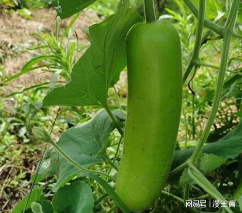 晚上晚上吃瓜好吗,轻松消遣还是健康隐患？