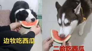 哈士奇吃瓜群众,揭秘狗狗的“八卦”世界