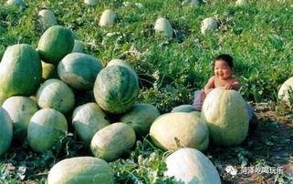 吃瓜的大头,揭秘娱乐圈幕后真相