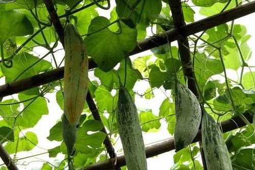 黑老鼠吃瓜,黑老鼠的瓜田奇遇记