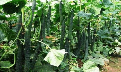 立夏吃的瓜典故,探寻立夏吃瓜的民间传说与习俗