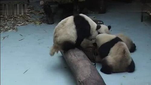 熊猫打架吃瓜,围观者吃瓜，揭秘动物界的“江湖恩怨”