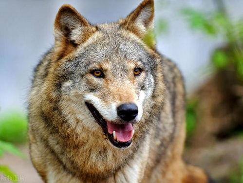 小狼王吃瓜,揭秘娱乐圈的幕后故事