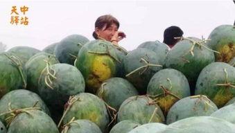 孟村吃瓜现场视频最新,全民狂欢，瓜果飘香
