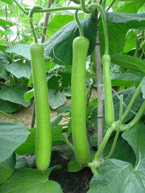 鹅酱吃瓜,揭秘娱乐圈幕后故事