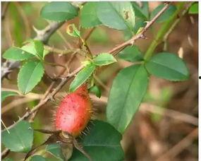 大福子吃瓜,揭秘娱乐圈幕后故事