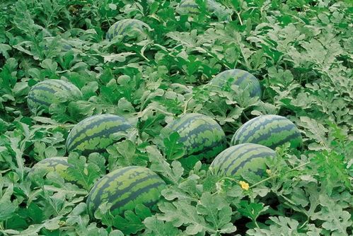 长垣吃瓜新闻梦梦