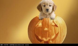 幼犬可以吃羊角瓜吗,羊角瓜是否适合幼犬食用？