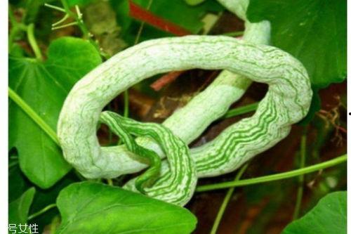 蛇瓜吃啥,揭秘蛇瓜的多样食法与搭配