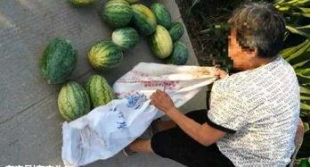 梦见在瓜地里偷瓜吃,瓜地偷瓜的奇幻之旅