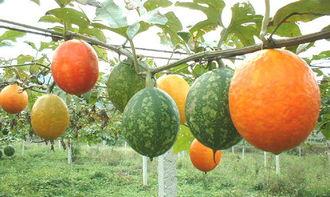 孕妇梦见吃吊瓜,吊瓜寓意着什么？