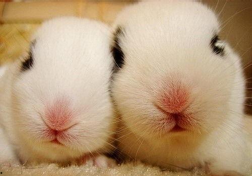 兔子吃伊丽莎白瓜