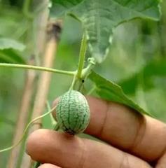 直接吃的小瓜,直接品尝的爽口小瓜美味之旅