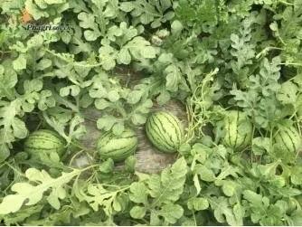 明湖吃瓜,揭秘娱乐圈背后的那些事儿