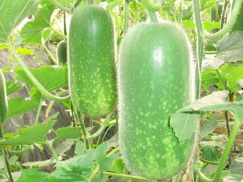 东冯村吃瓜,一场乡村生活的甜蜜记忆