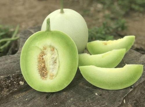 来月经可以吃玉菇瓜吗,月经期间适宜食用玉菇瓜的饮食建议