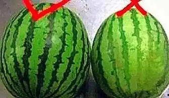 吃瓜秒变瓜,揭秘瓜界奇闻异事