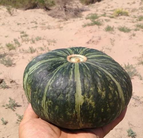 天天吃小瓜配音,趣味横生的声音之旅