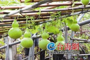 吃党参可以吃葫芦瓜吗