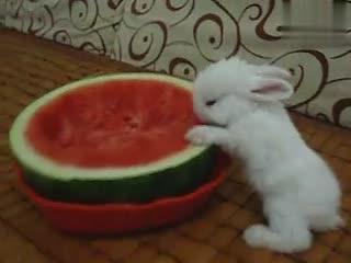 兔子吃瓜直播间,趣味横生的网络娱乐盛宴