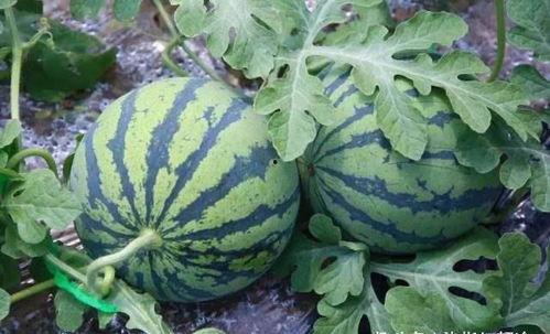 老皮吃瓜,揭秘娱乐圈那些不为人知的幕后故事