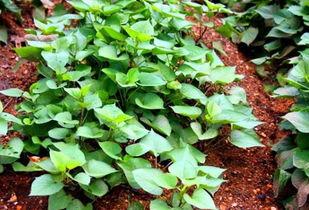 汾阳赵俊杰吃瓜,一场别开生面的乡村盛宴