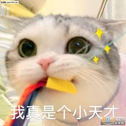 吃瓜恐龙表情包,趣味横生的恐龙界“网红”