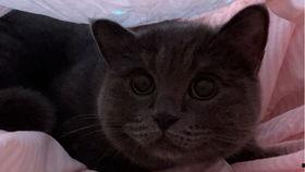 吃瓜小猫背影,揭秘猫咪的神秘世界