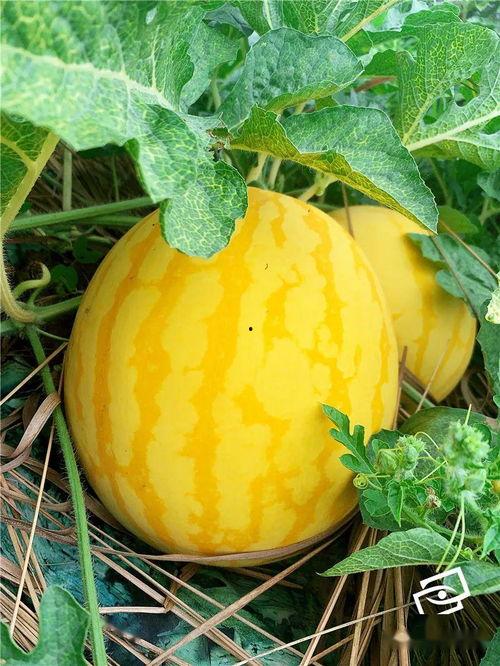 记者吃瓜,揭秘娱乐圈幕后真相